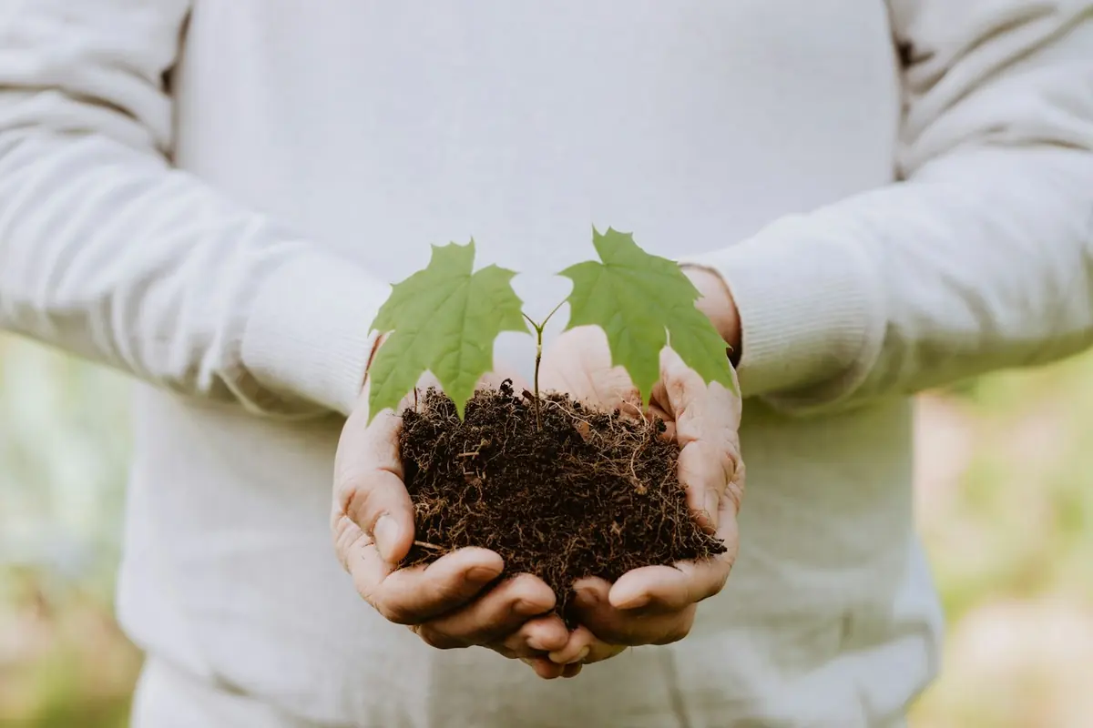Hands holding a young seedling in fresh soil