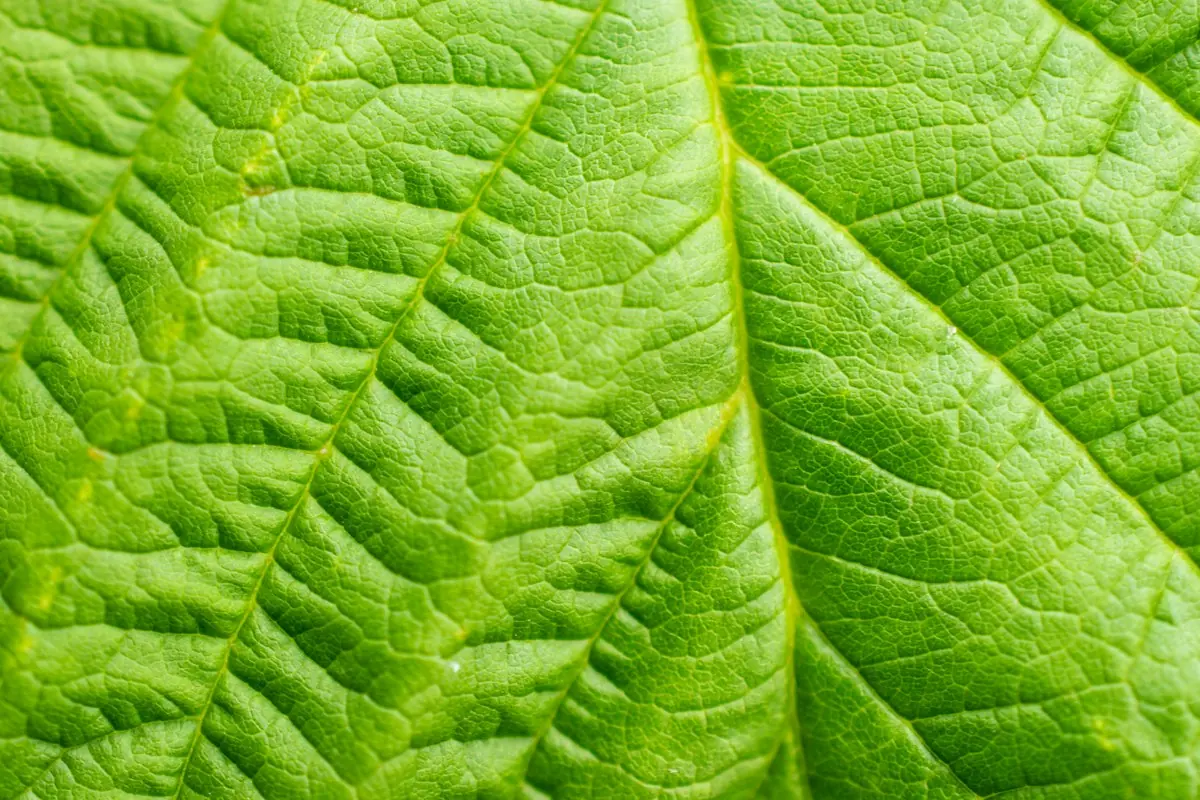 Close-up of a bright green leaf
