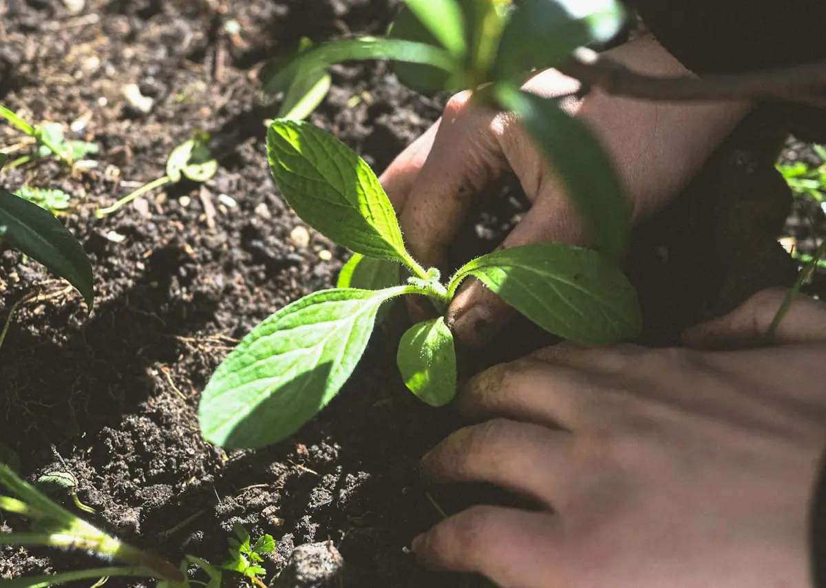 A hand planting a seedling in dark soil