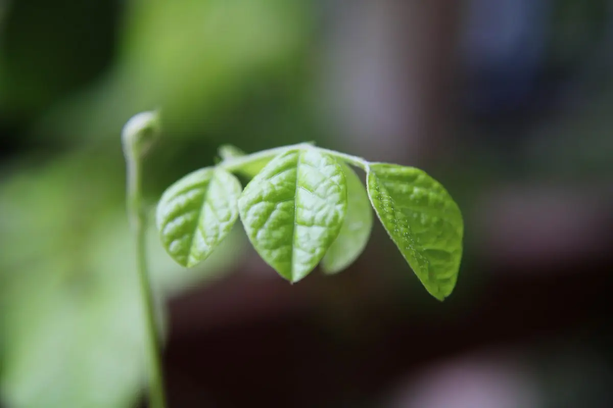 A young green sprout
